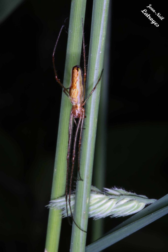 Tetragnatha montana Simon - Filain (Haute-Saône) - mai 2022 - Photographie Jean-Noël Latroyes - www.filain-nature.fr