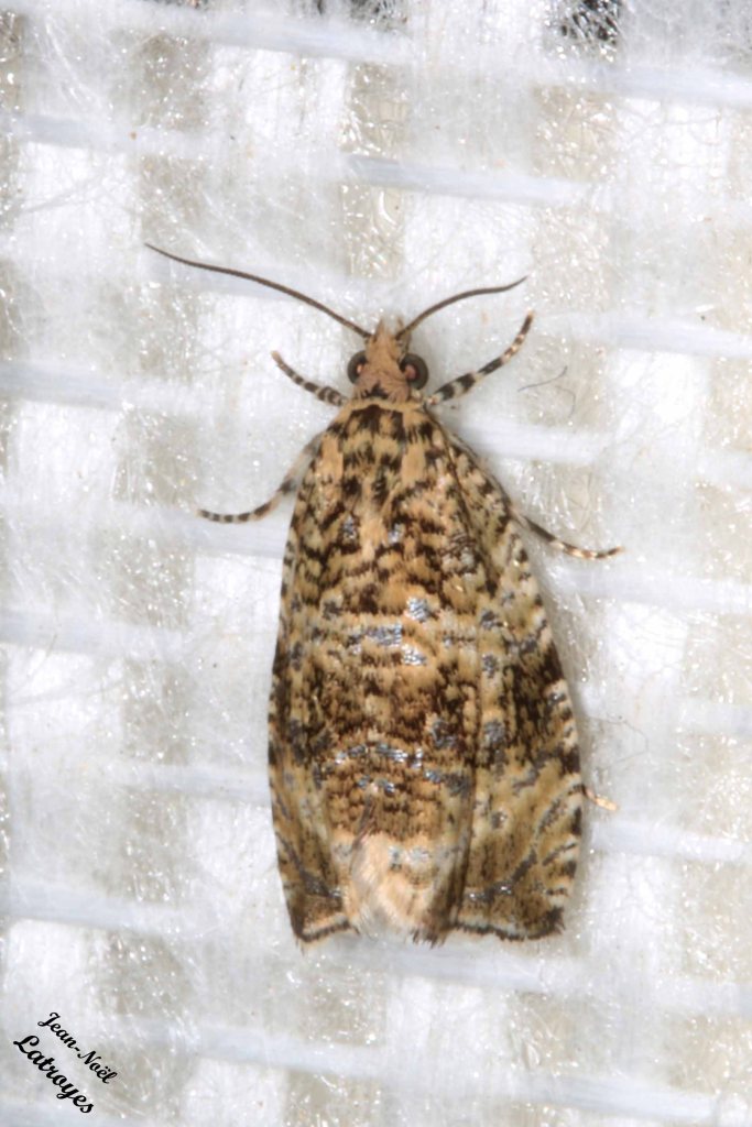 Tordeuse du fraisier - Celypha lacunana - Filain (Haute-Saône) - 02 juin 2022 vers 23 h 00 - Photographie Jean-Noël Latroyes - www.filain-nature.fr