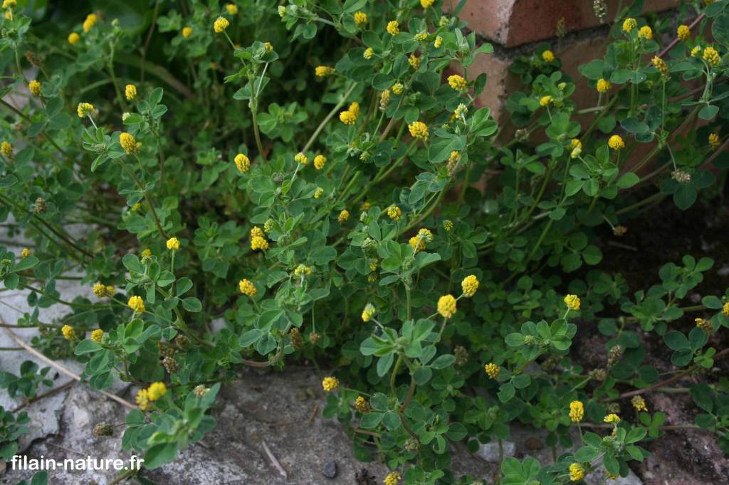 Trèfle jaune Trifolium campestre Schreber Filain (Haute-Saône). 
Photographie Jean-Noël Latroyes www.filain-nature.fr