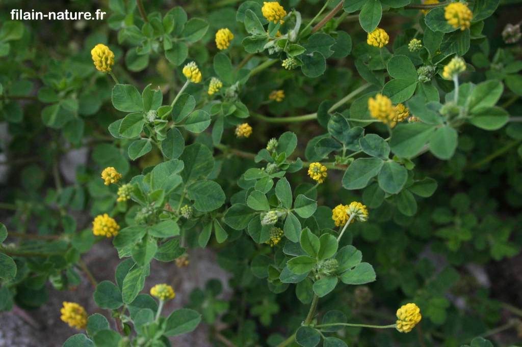 Fleur et feuillage de Trèfle jaune Trifolium campestre Schreber Filain (Haute-Saône). Photographie Jean-Noël Latroyes www.filain-nature.fr
