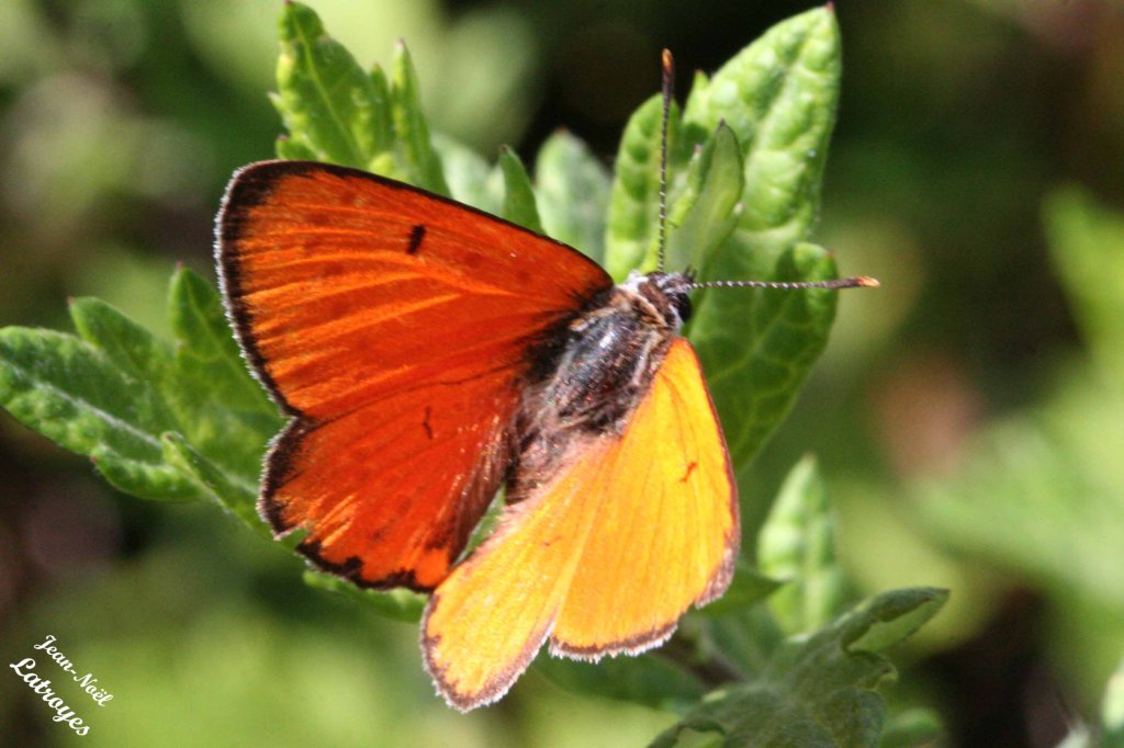 Cuivré de la Verge d'Or mâle - Heodes virgaureae Linné - ailes dépliées  - Filain (Haute-Saône) - Juillet 2010 - Photographie Jean-Noël Latroyes - www.filain-nature.fr