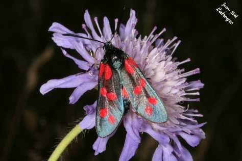 Zygène transalpine - Zygaena transalpina - (Filain) - 22 juillet 2007. Arguments d'identification : Tache n° 6 sur l'aile antérieure présente. Taches 3 et 4 séparées. Bordure noire sur l'aile postérieure non visible. Photographie Jean-Noël Latroyes - www.filain-nature.fr