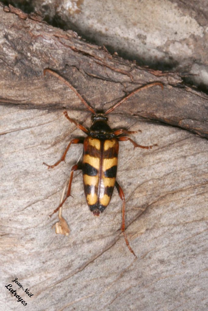 Longicorne s.p. - Famille des Cerambycidae - Filain (Haute-Saône) – 02 Juin 2022 – Photographie Jean-Noël Latroyes - www.filain-nature.fr