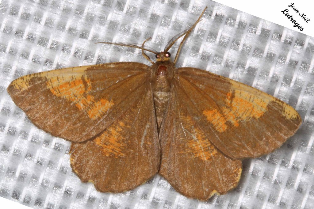 Angéronie du prunier - Angerona prunaria Linné - Filain (Haute-Saône) - vers 23 h 00 le 02 Juin 2022 - Photographie Jean-Noël Latroyes - www.filain-nature.fr