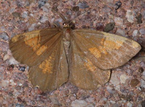 Angéronie du prunier - Angerona prunaria Linné - Filain (Haute-Saône) - vers 23 h 00 le 02 Juin 2022 - Photographie Jean-Noël Latroyes - www.filain-nature.fr