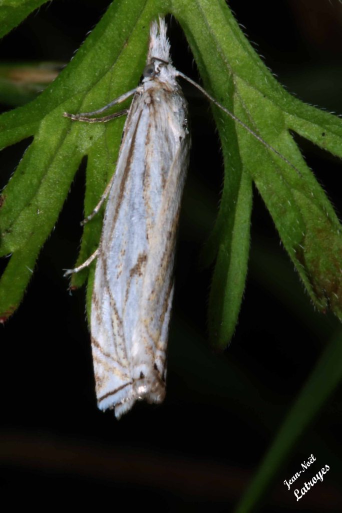 Crambus agitatellus - 16 Juin 2022 vers 10 h 00 - Filain (Haute-Saône) - Photographie Jean-Noël Latroyes - www.filain-nature.fr