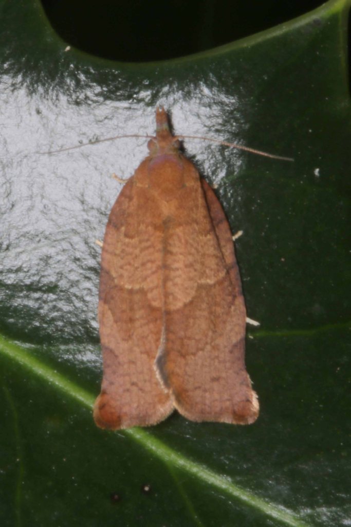 Pandemis cerasana sur Ilex (houx) - Filain (Haute-Saône) – 14 Juin 2022 –
Photographie Jean-Noël Latroyes- Longueur (hors antennes) 12 mm - www.filain-nature.fr