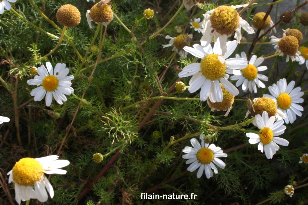 Fleurs de Fausse camomille - Anthemis arvensis -  Filain (Haute-Saône) – 16 juin 2022 -  Bordure de la D.25 – Photographie Jean-Noël Latroyes - www.filain-nature.fr