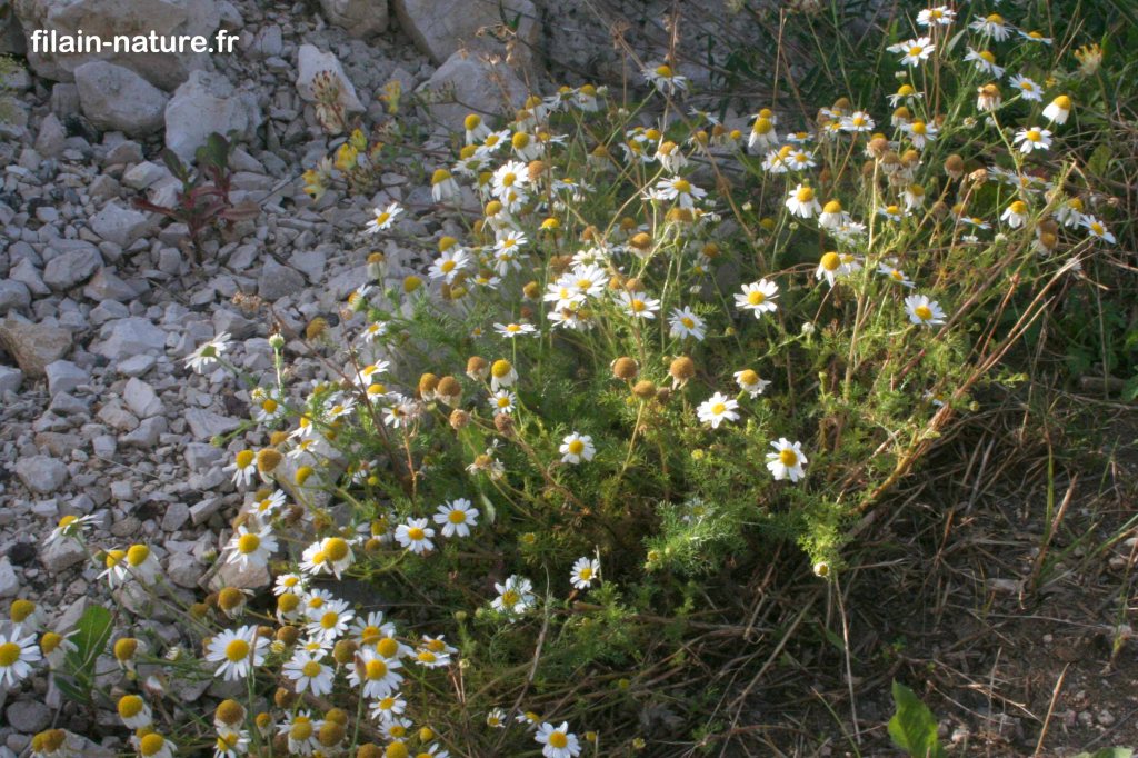 Fleurs de Fausse camomille - Anthemis arvensis -  Filain (Haute-Saône) – 16 juin 2022 -  Bordure de la D.25 – Photographie Jean-Noël Latroyes - www.filain-nature.fr