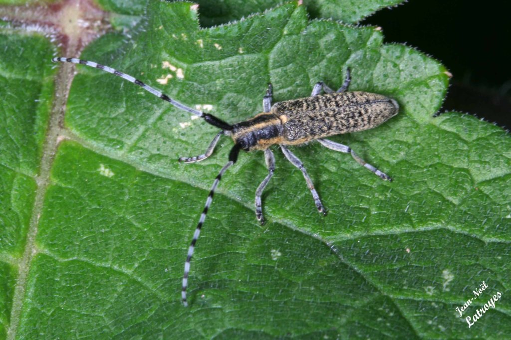 Agapanthia villosoviridescens De Geer - Famille des Cérambycidae - Filain (Haute-Saône) - juillet 2022 - Photographie Jean-Noël Latroyes - www.filain-nature.fr