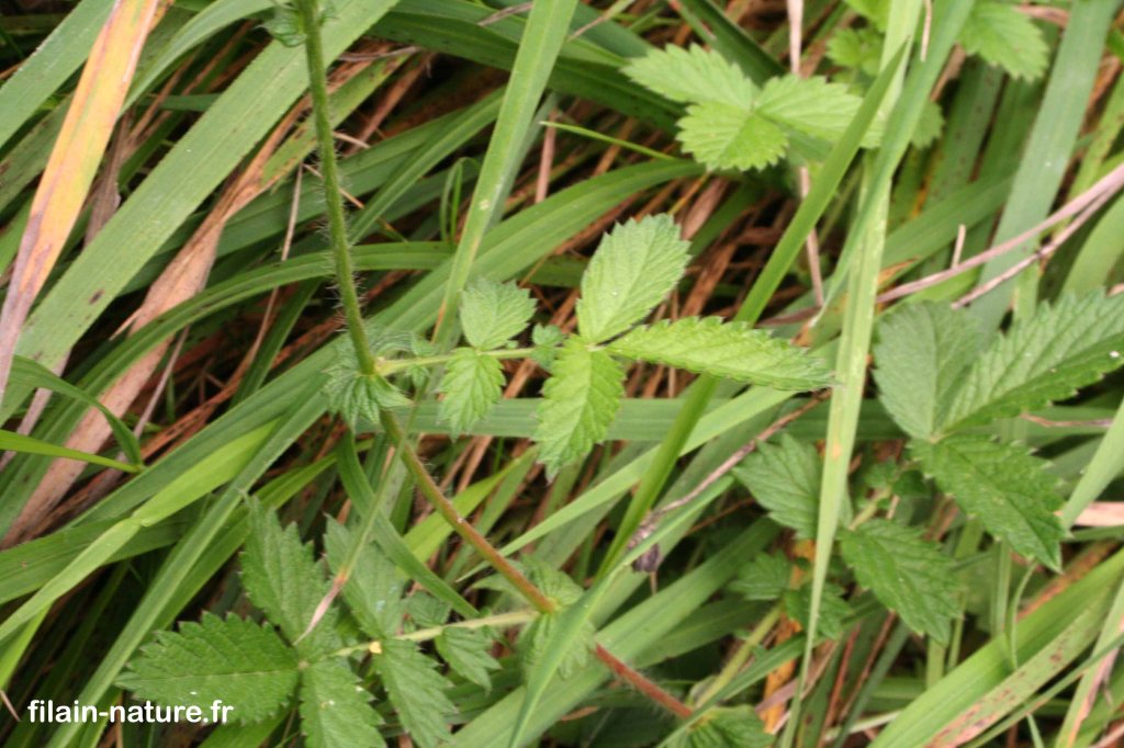 Feuillage d'Aigremoine eupatoire - Agrimonia eupatoria - ZNIEFF des Genevriers à Filain (Haute-Saône) - 2007 - Photographie Jean-Noël Latroyes - www.filain-nature.fr