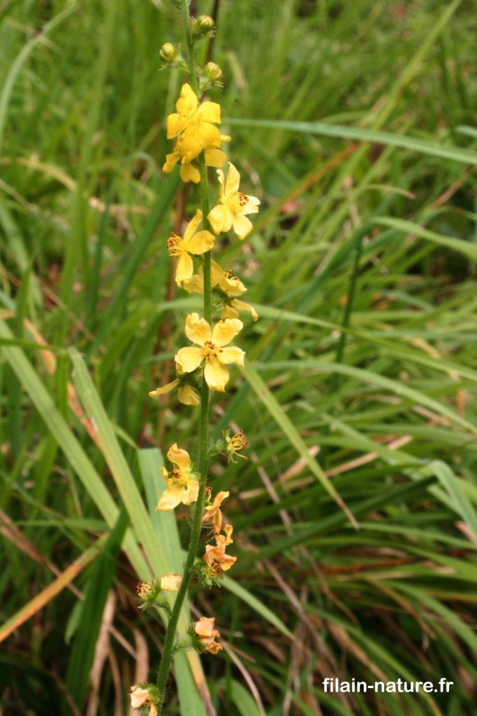 Aigremoine eupatoire en fleurs - Agrimonia eupatoria - ZNIEFF des Genevriers à Filain (Haute-Saône) - 2007 - Photographie Jean-Noël Latroyes - www.filain-nature.fr