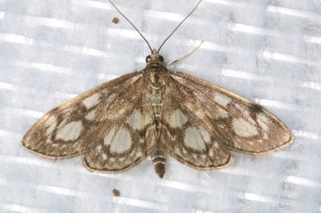 Papillon hétérocère Pyrale du sureau – Anania coronata - Filain (Haute-Saône) – soirée du  11 Juin 2022, vers 23 h 00 - www.filain-nature.fr