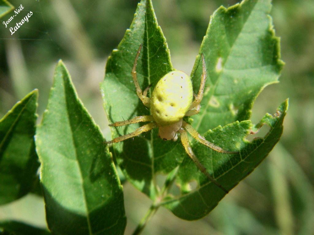 Araignée concombre - Araniella cucurbitina Clerck  - 02 mai 2020
 - Photographie Jean-Noël Latroyes - www.filain-nature.fr