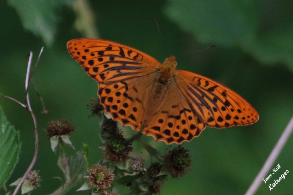 Tabac d'Espagne - Argynnis paphia - sur ronce (mûrier) - Juin 2022 - Filain (Haute-Saône) - Photographie Jean-Noël Latroyes - www.filain-nature.fr