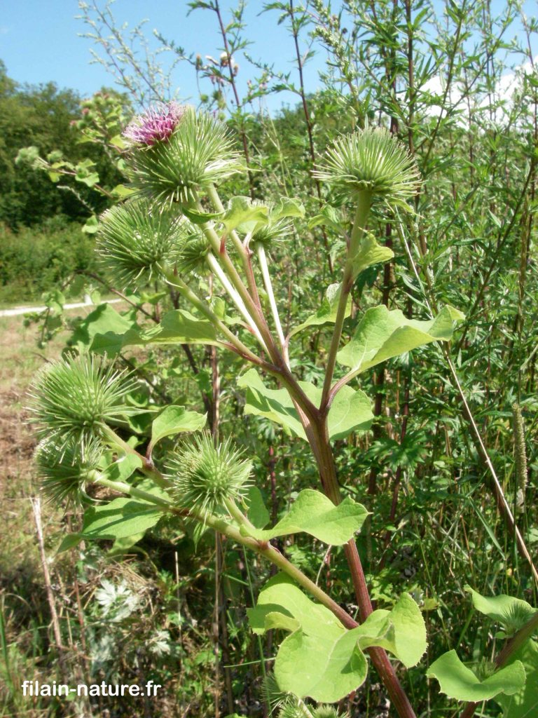 Bardane des bois - Arctium nemorosum - Forêt de Filain (Chemin du Bois). Le long du chemin empierré. 22 juillet 2007. Photographie Jean-Noël Latroyes - www.filain-nature.fr