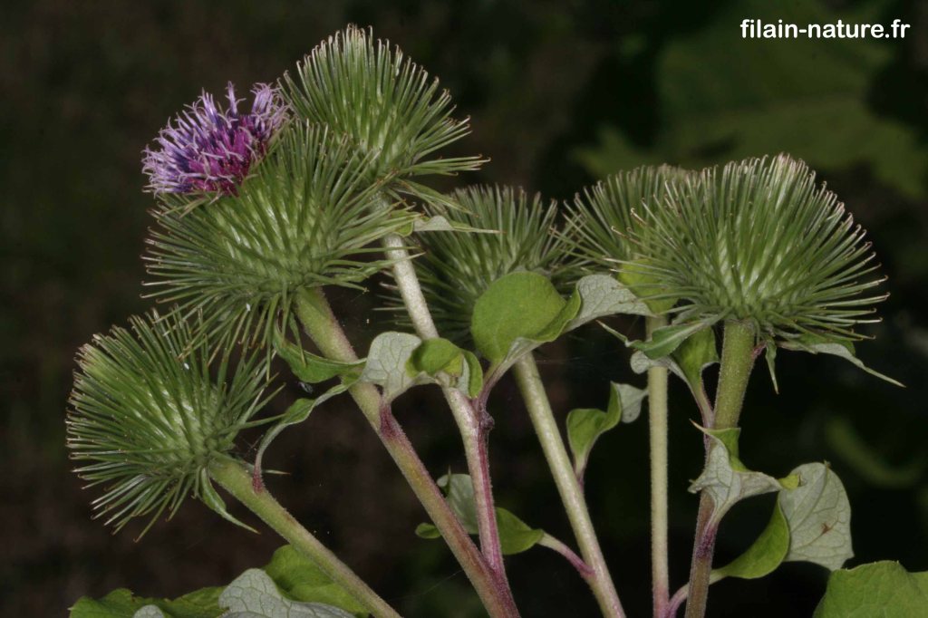 Bardane des bois en fleurs - Arctium nemorosum - Forêt de Filain (Chemin du Bois). Le long du chemin empierré. 22 juillet 2007. Photographie Jean-Noël Latroyes - www.filain-nature.fr