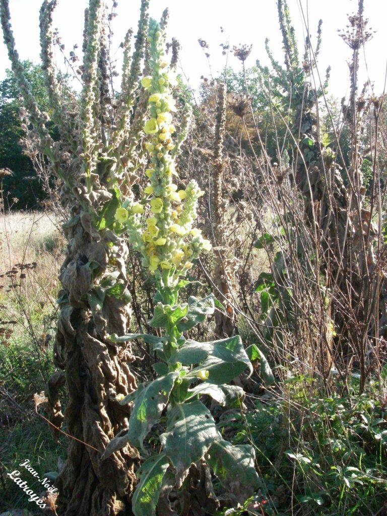 Bouillon blanc en fleurs- Verbascum thapsus Linné - Filain (Haute-Saône) -fin  juillet 2021 - Photographie Jean-Noël Latroyes - www.filain-nature.fr