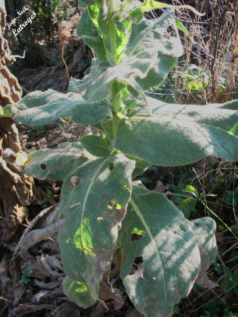 Bouillon blanc - Verbascum thapsus Linné - Filain (Haute-Saône) - juin 2021 - Photographie Jean-Noël Latroyes - www.filain-nature.fr
