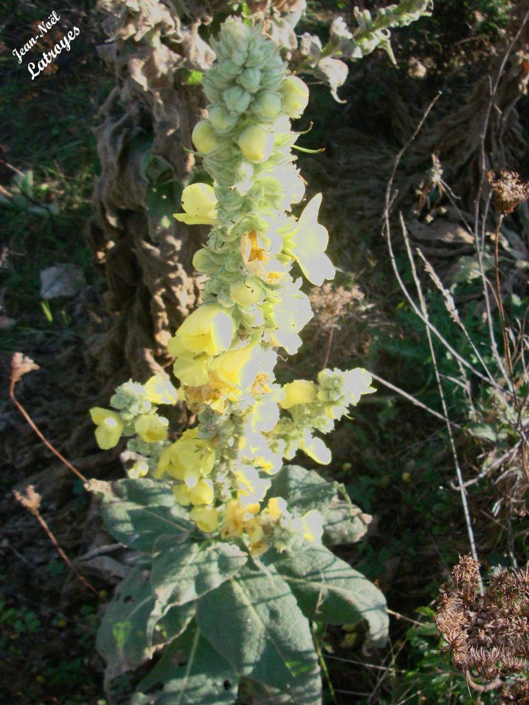 Bouillon blanc en fleurs - Verbascum thapsus Linné - Filain (Haute-Saône) - juillet 2021 - Photographie Jean-Noël Latroyes - www.filain-nature.fr