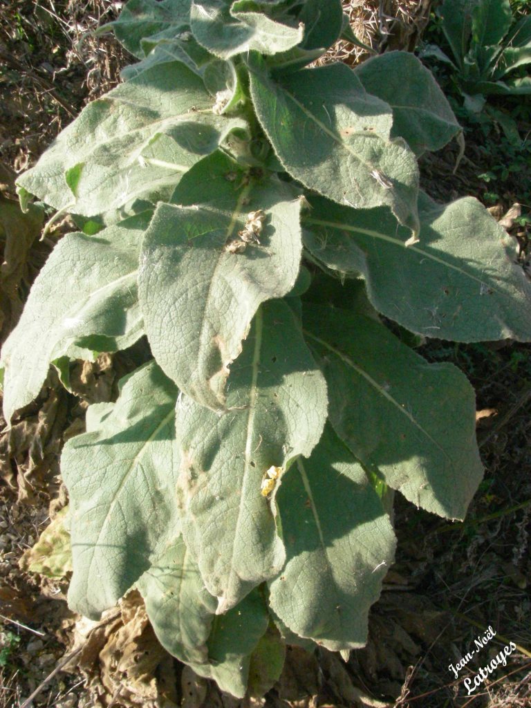 Bouillon blanc - Verbascum thapsus Linné - Filain (Haute-Saône) - juin 2021 - Photographie Jean-Noël Latroyes - www.filain-nature.fr