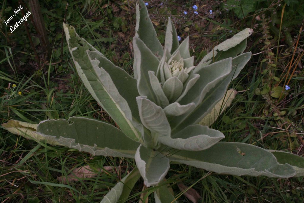 Bouillon blanc - Verbascum thapsus Linné - Filain (Haute-Saône) - mai 2022 - Photographie Jean-Noël Latroyes - www.filain-nature.fr