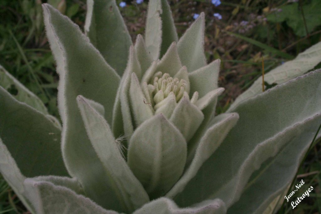 Bouillon blanc - Verbascum thapsus Linné - Filain (Haute-Saône) - mai 2022 - Photographie Jean-Noël Latroyes - www.filain-nature.fr