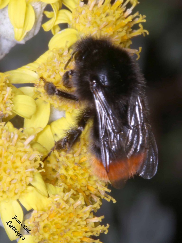 Bombus lapidarius - bourdon des pierres sur Cinéraire - 25 juin 2022 - Filain (Haute-Saône) - Photographie Jean-Noël Latroyes - www.filain-nature.fr