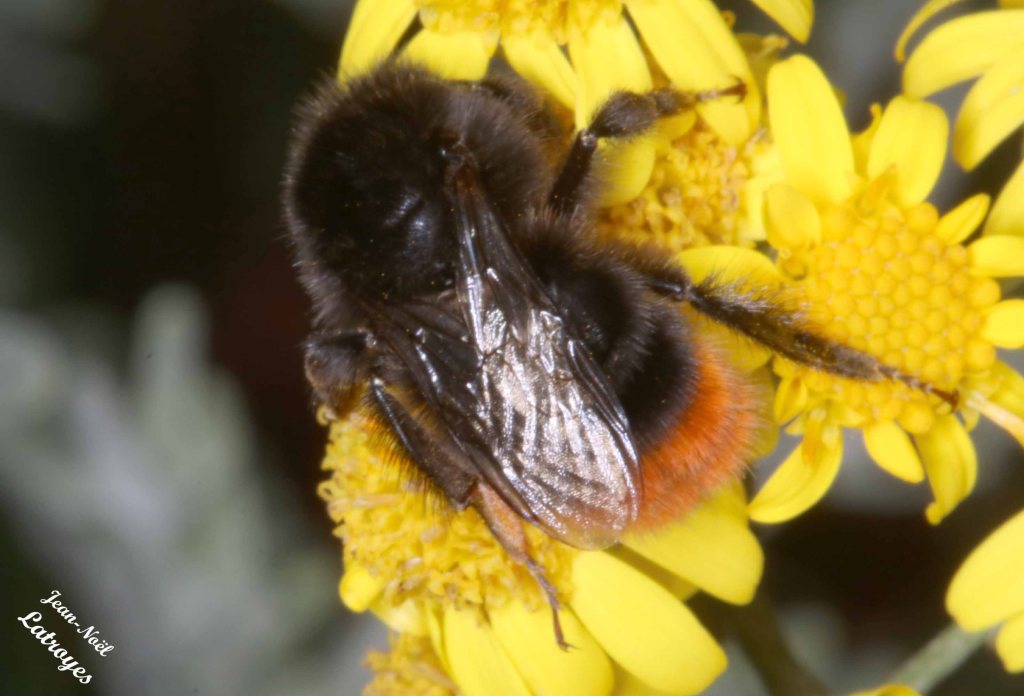 Bombus lapidarius - bourdon des pierres sur Cinéraire - 25 juin 2022 - Filain (Haute-Saône) - Photographie Jean-Noël Latroyes - www.filain-nature.fr