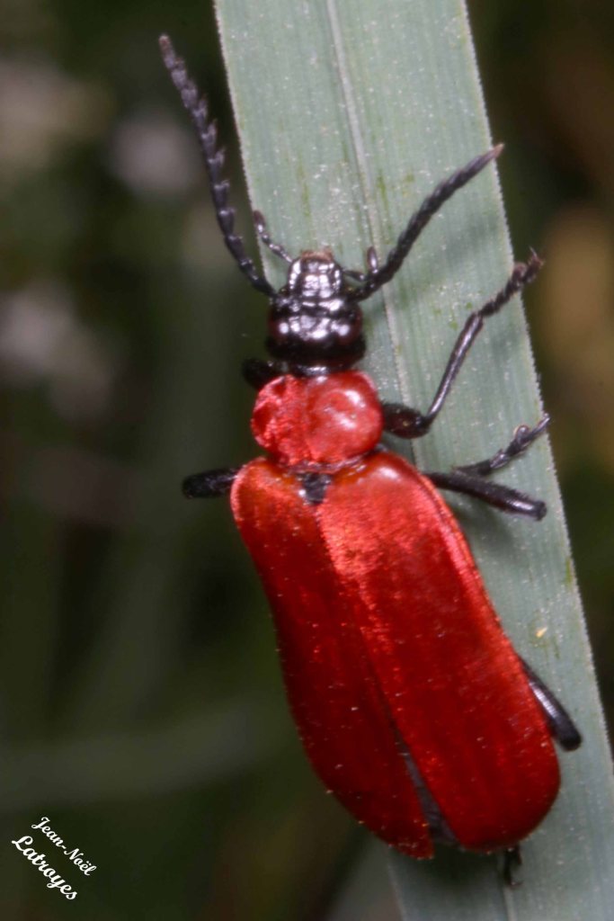 Cardinal Pyrochroa coccinea - Famille des Cleridae - Filain (Haute-Saône) - 01 juin 2022 - Photographie Jean-Noël Latroyes - www.filain-nature.fr