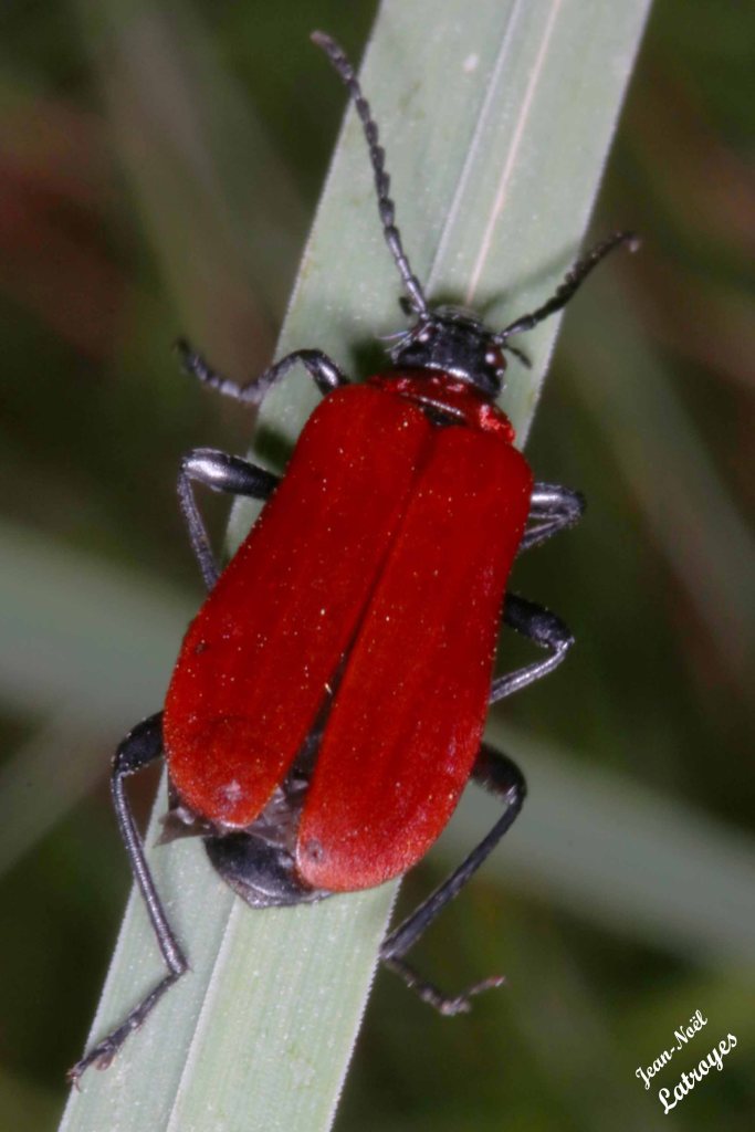 Cardinal Pyrochroa coccinea - Famille des Cleridae - Filain (Haute-Saône) - 01 juin 2022 - Photographie Jean-Noël Latroyes - www.filain-nature.fr