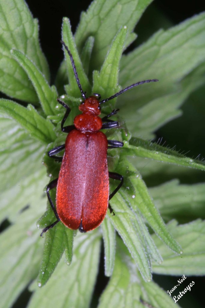 Cardinal Pyrochroa serraticornis - famille des Cleridae - Filain (Haute-Saône) -  01 juin 2022 - Photographie Jean-Noël Latroyes - www.filain-nature.fr