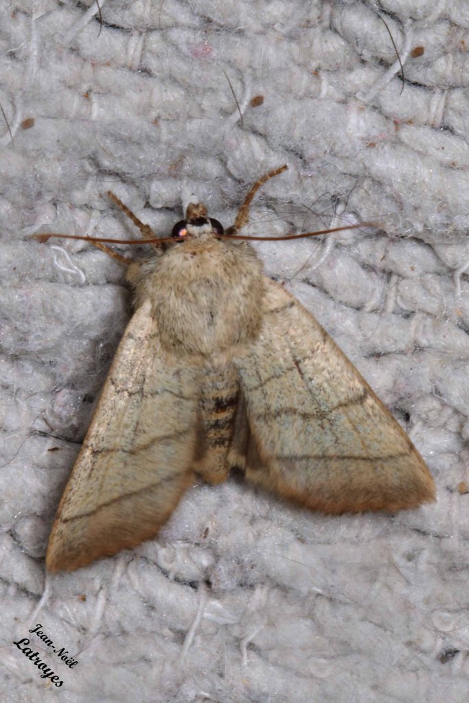 La Noctuelle trilignée - Charanyca trigrammica  - Filain (Haute-Saône) - 27 mai 2022 vers 23 h 30 - Photographie jean-Noël Latroyes - www.filain-nature.fr
