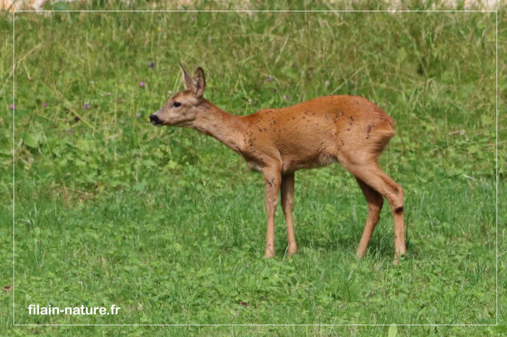 Chevreuil européen - Capreolus capreolus - (femelle) - Filain (Haute-Saône) - 28 juin 2022 - Photographie Jean-Noël Latroyes - www.filain-nature.fr