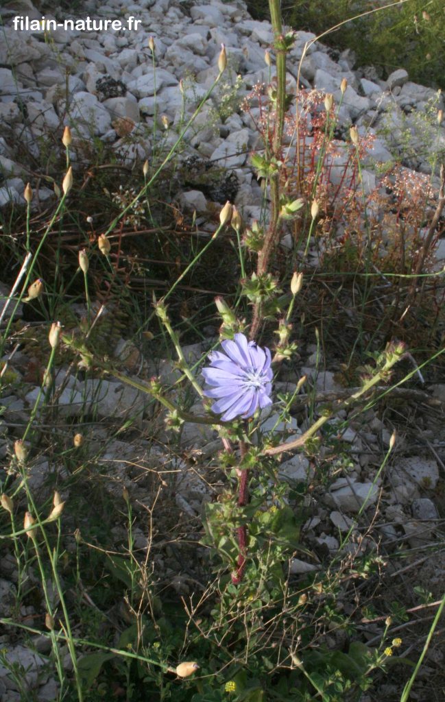 Chicorée sauvage - Cichorium intybus -Filain (Haute-Saône) - Photographie Jean-Noël Latroyes - Juin 2022