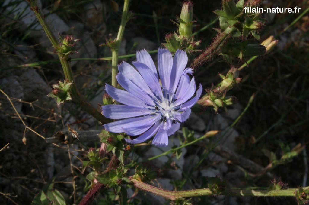 Fleur de Chicorée sauvage - Cichorium intybus -Filain (Haute-Saône) - Photographie Jean-Noël Latroyes - www.filain-nature.fr