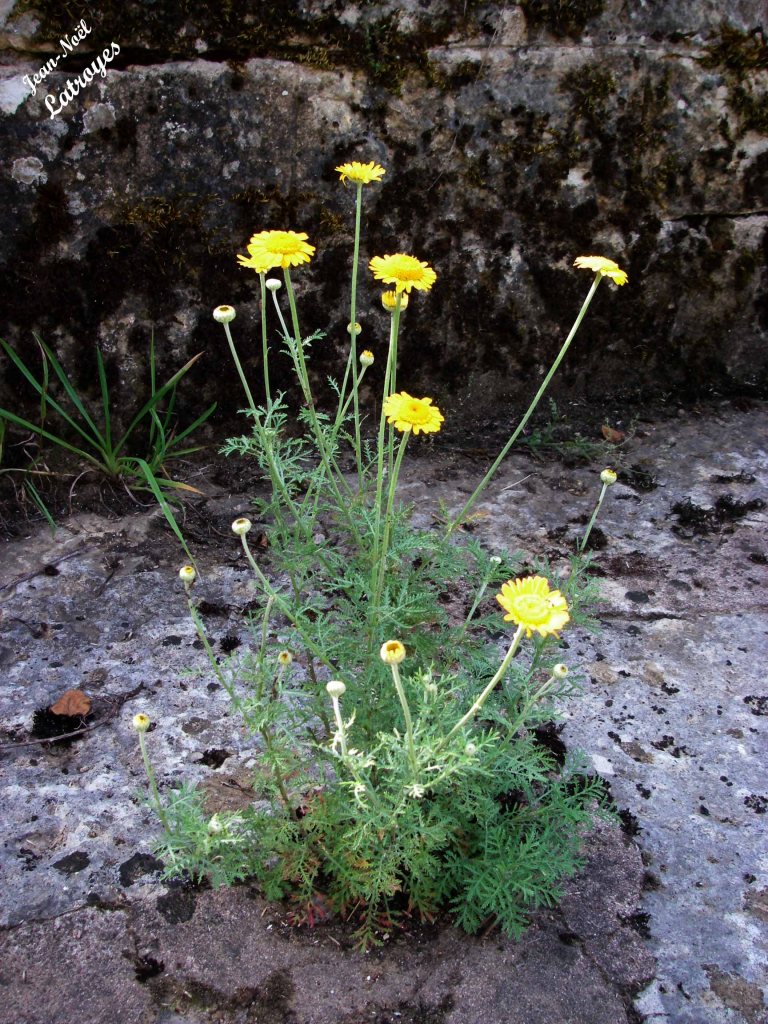 Marguerite dorée Chrysanthemum segetum Linné -  dans le canal de dérivation du Moulin de Laine (Vy-lès-Filain). - Photographie Jean-Noël Latroyes -  24 juin 2007 - www.filain-nature.fr