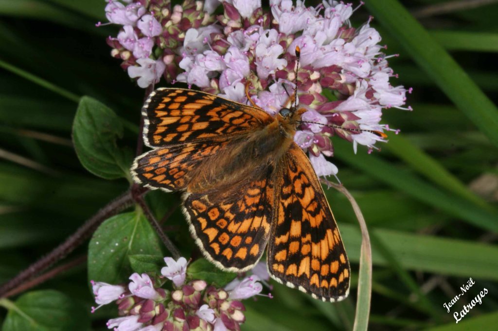 La Mélitée du mélampyre mâle, Mellicta athalia- 27 Juin 2007, vers 19 h 00 - Filain (Haute-Saône) - Photographie Jean-Noël Latroyes - www.filain-nature.fr