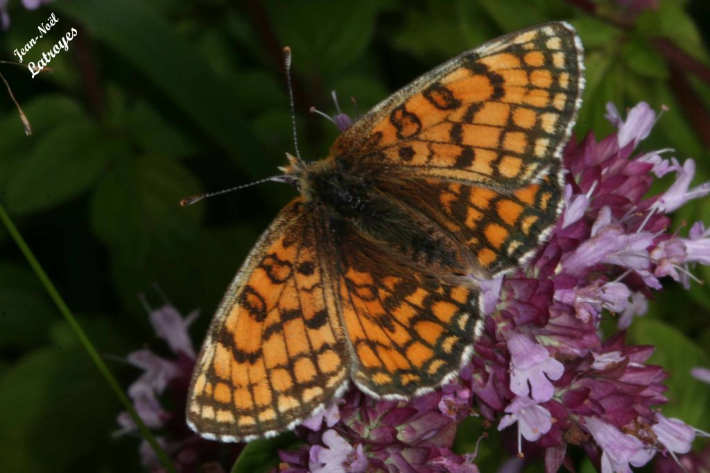 La mélitée des centaurées - Cinclidia phoebe - ailes dépliées- Filain (Haute-Saône) - 29 Juillet 2007 - photographie Jean-Noël Latroyes - www.filain-nature.fr