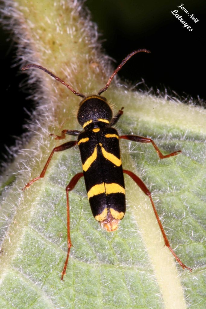 Longicorne Clytus arietis Linné sur rose trémière  (Filain - Haute-Saône) Longueur du corps 12 à 14 mm -14 juin 2007 - Photographie Jean-Noël Latroyes  - www.filain-nature.fr