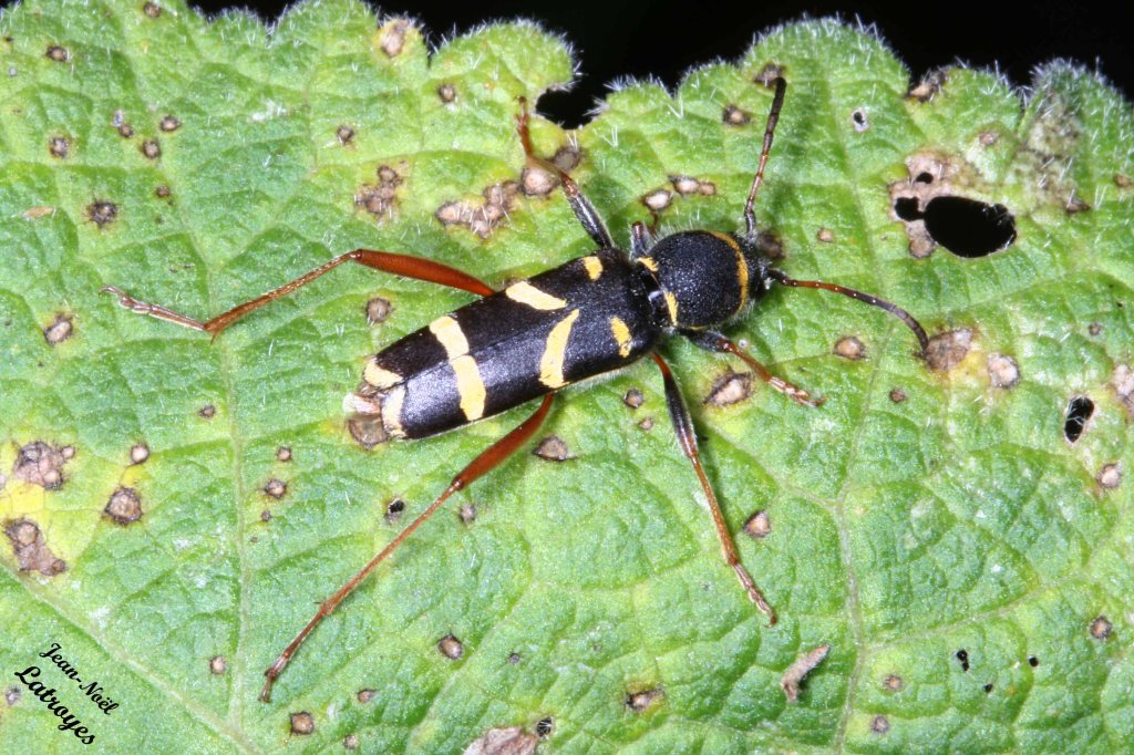 Longicorne Clytus arietis Linné sur rose trémière  (Filain - Haute-Saône) Longueur du corps 12 à 14 mm. Ces insectes restent immobiles  -14 juin 2007 - Photographie Jean-Noël Latroyes  - www.filain-nature.fr