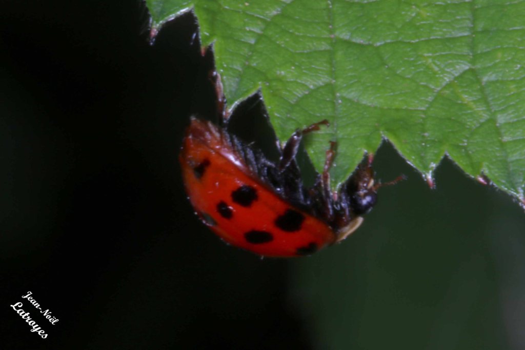 Coccinelle à 19 points - Famille des Coccinellidae - Filain (Haute-saône) - 01 juin 2022 - Photographie Jean-Noël Latroyes - www.filain-nature.fr