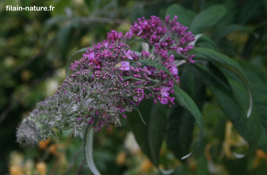 Arbre aux papillons - Buddleia de David - Buddleja davidii - cône fleuri - Filain (Haute-Saône) - 20 juin 2022 - Photographie Jean-Noël Latroyes - www.filain-nature;fr