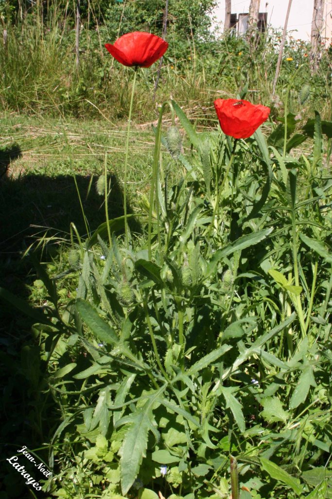 Coquelicots en fleurs - Papaver rhocas -  09 Juin 2022 - Filain (Haute-Saône) - Photographie Jean-Noël Latroyes - www.filain-nature.fr