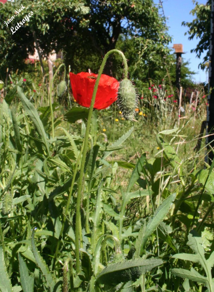 Coquelicot en fleur (détail) - Papaver rhocas -  09 Juin 2022 - Filain (Haute-Saône) - Photographie Jean-Noël Latroyes - www.filain-nature.fr