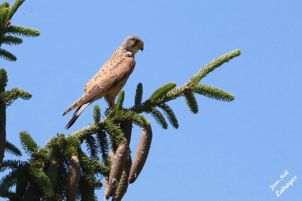 Au sommet d'un épicéa du village ... 
Faucon crécerelle- Falco tinnunculus - 11 Juin 2022  - Photographie Jean-Noël Latroyes - Filain ( Haute-Saône) - www.filain-nature.fr