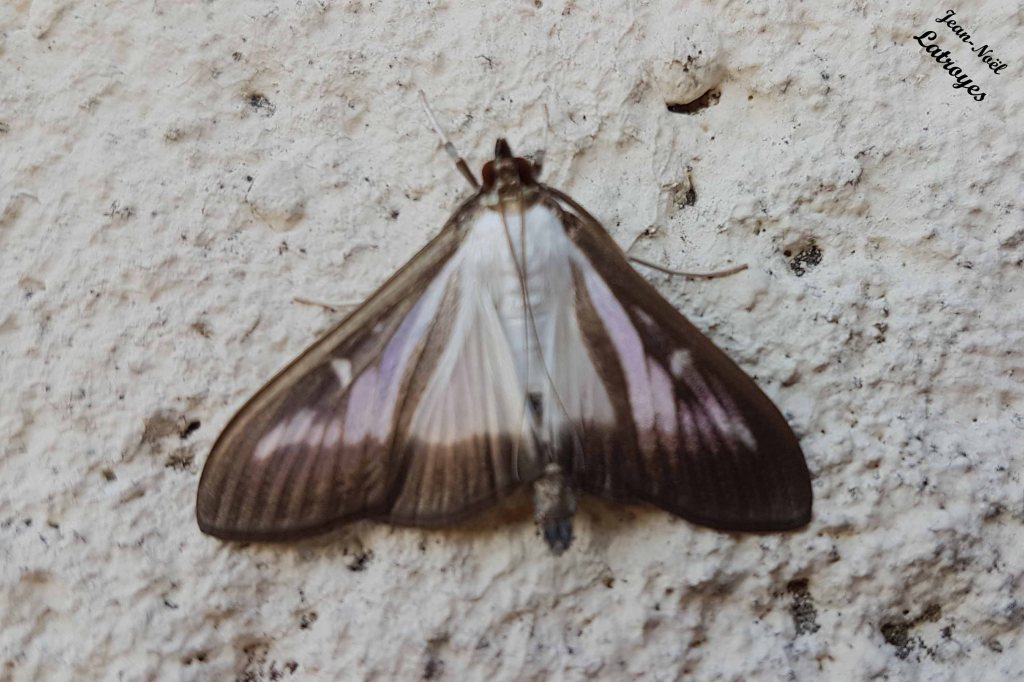 Pyrale du buis - Cydalima perspectalis Famille des Crambidae - Filain (Haute-Saône) - 28 avril 2020 Photographie Jean-Noël Latroyes - www.filain-nature.fr