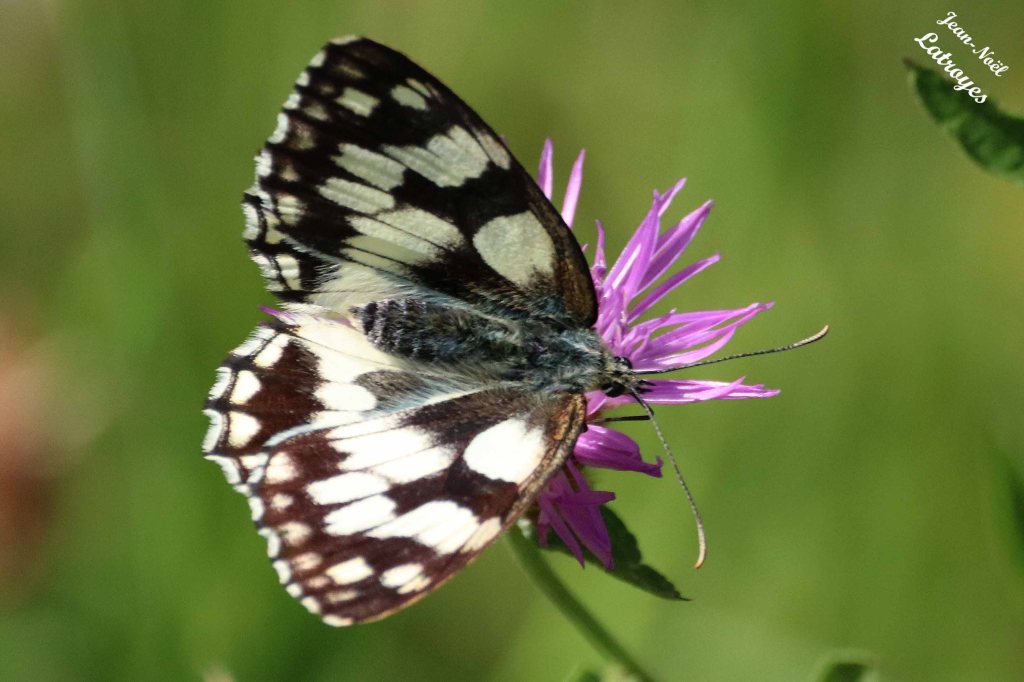 Papillon Demi-Deuil ailes dépliées sur centaurée - Melanargia galathea Linné - Filain (Haute-Saône) - 14 juin 2022 - Photographie Jean-Noël Latroyes - www.filain-nature.fr