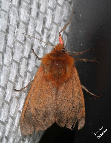 L'Ecaillé cramoisie - Phragmatobia fuliginosa - Filain (Haute-Saône) vers 23 h 00 le 02 Juin 2022, Photographie Jean-Noël Latroyes - www.filain-nature.fr