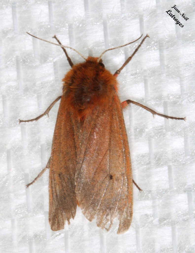 L'Ecaillé cramoisie - Phragmatobia fuliginosa - Filain (Haute-Saône) vers 23 h 00 le 02 Juin 2022, Photographie Jean-Noël Latroyes - www.filain-nature.fr